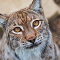 slides/IMG_1446.jpg wildlife, feline, cat, predator, fur, eurasian, lynx, eye, ear, tuft WBCW57 - Eurasian Lynx